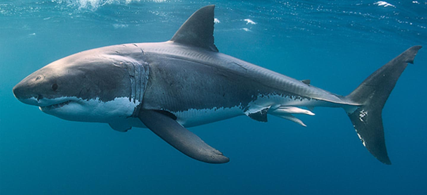 O Shark News quer te atualizar sobre como está o mercado financeiro nesta semana