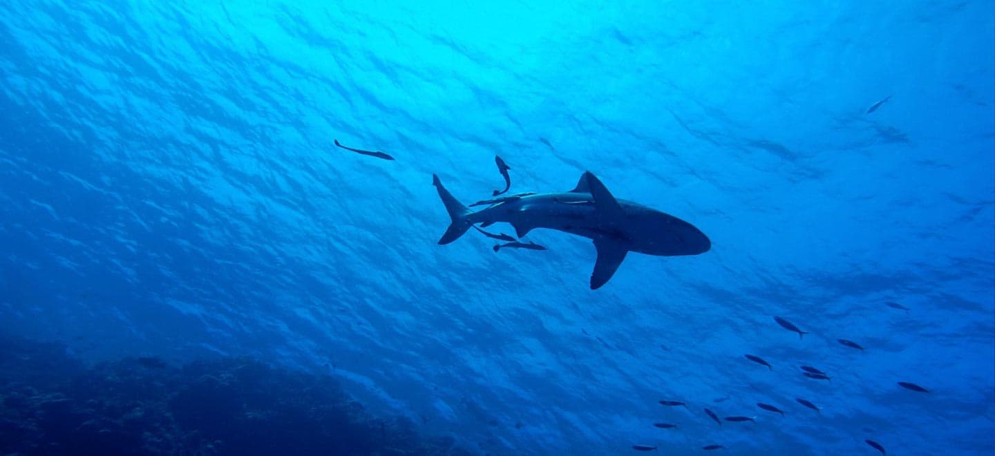Atualize-se sobre o mercado financeiro com o que rolou no Shark News